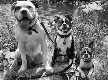 Barrett, Kupo and Denzel (1)