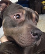 Diesel