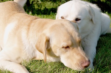dogs 234 redone