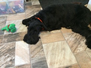 molly