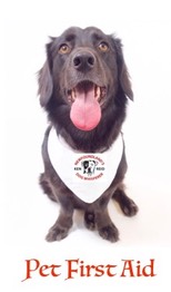 pet first aid
