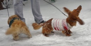 sydney and annabelle
