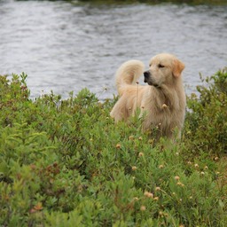 tuukka